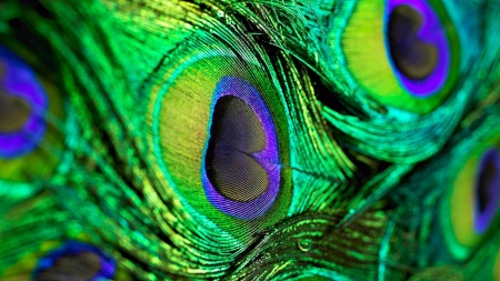 Peacock feathers - peacock, yellow, blue, green, feather, texture