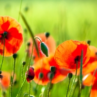 Wild Poppy Field