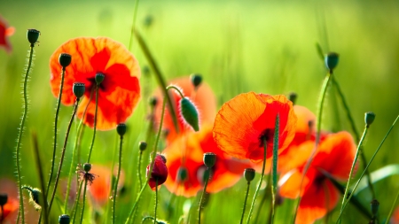 Wild Poppy Field - wild flowers, summer, field, spring, bright, green, firefox persona them, poppies, poppy