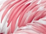 Pink feathers