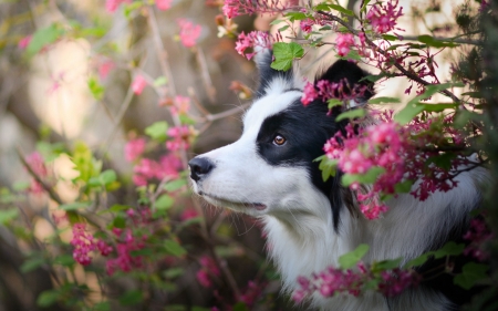 Border Collie - black, white, animal, border collie, dog, caine, flower, pink