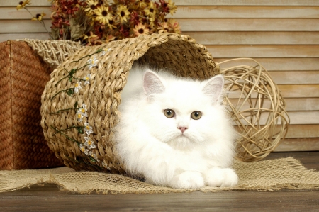 White cat - white, cat, fluffy, animal, basket, pisica