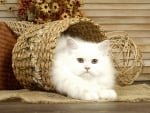 White cat