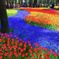 Hitachi Seaside Park, Japan