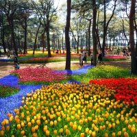 Hitachi Seaside Park, Japan