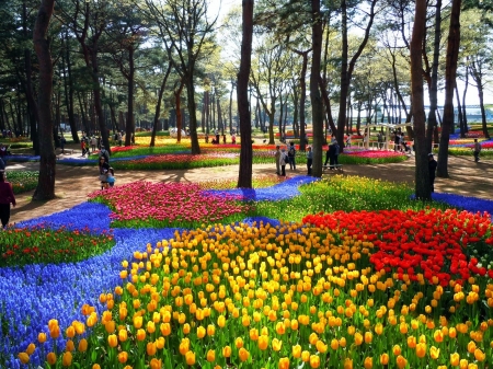 Hitachi Seaside Park, Japan - hyacinths, tulips, trees, blossoms, sunshine, spring, flower