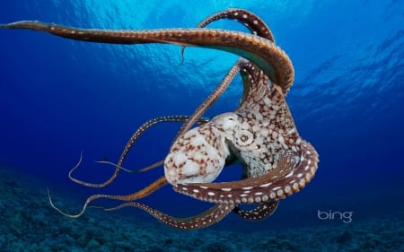 Day octopus (Octopus cyanea) in the water near Lanai Hawaii - day, water, hawaii, in, the, octopus, near, lanai, cayanea