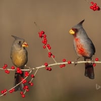 Desert cardinals eating possumhaw holly berries in Starr County Texas