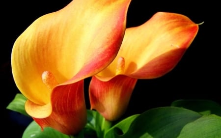 CALLA LILY - flower, petals, leaves, orange, yellow