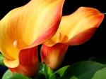 CALLA LILY