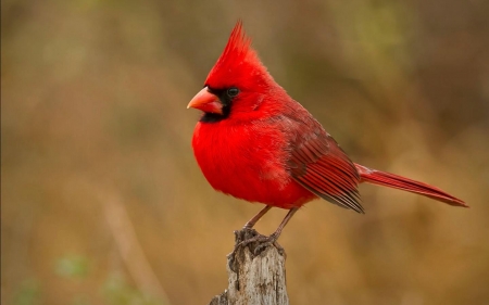 CARDINAL - wings, red, feathers, bird