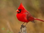 CARDINAL