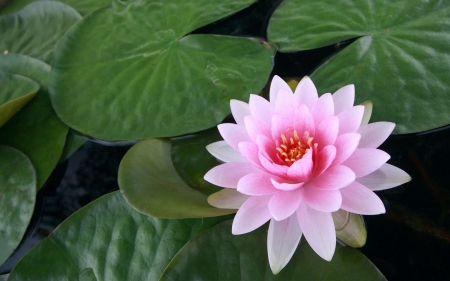 LILLY - leaves, petals, pink, green