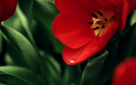 FLOWER - red, leaves, petals, green