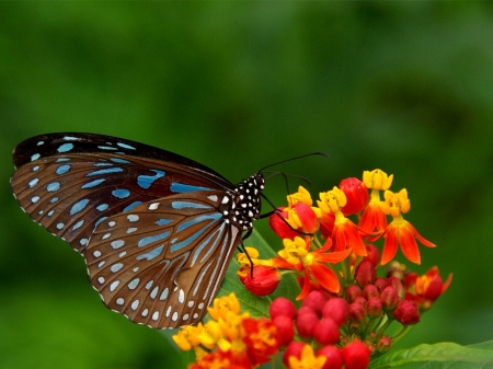 BUTTERFLY - insect, colors, flower, petals