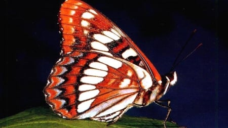 BUTTERFLY - insect, wings, colors, leaf