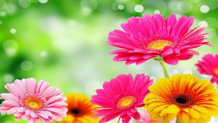 GERBERAS - leaves, yellow, petals, pink