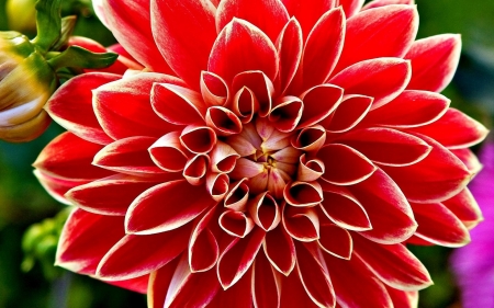 DAHLIA - red, leaves, petals, green