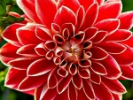 DAHLIA