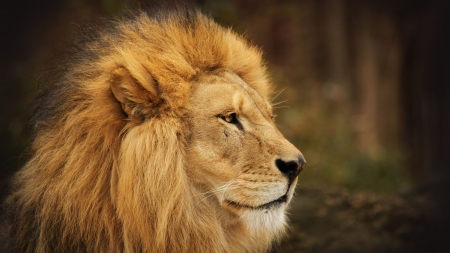 LEO THE LION - stare, lion, mane, big cat