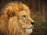 LEO THE LION