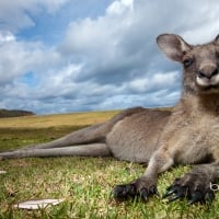 Eastern gray kangaroo in Murramarang National Park New South Wales Australia