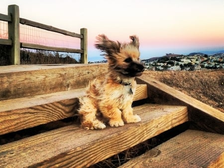 Windy Day - Dog, cute, Animal, windy