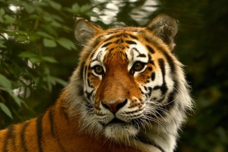 Tiger Portrait - head, predator, photography, cat