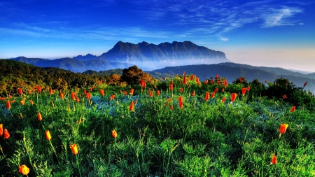 Beautiful Scenery - nature, sky, mountain, scenery, flowers