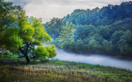 Morning Fog - nature, fog, mountain, tree