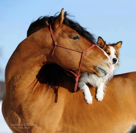 Best Friends - dog, puppy, animal, horse