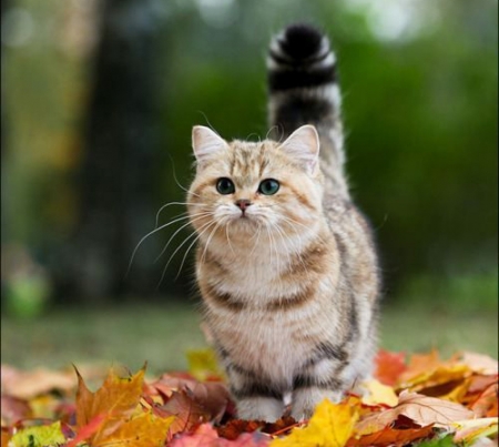 Autumn Kitten - autumn, cat, leaves, animal, kitten