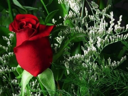  ♥Love♥ - flowers, nature, red, macro, bud, rose, bouquet