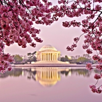 Cherry Blossoms and Jefferson Memorial