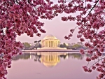 Cherry Blossoms and Jefferson Memorial