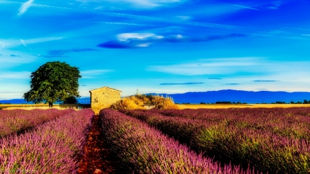 Provence-France - sky, france, beautiful, field, house, flowers, provence, lavender