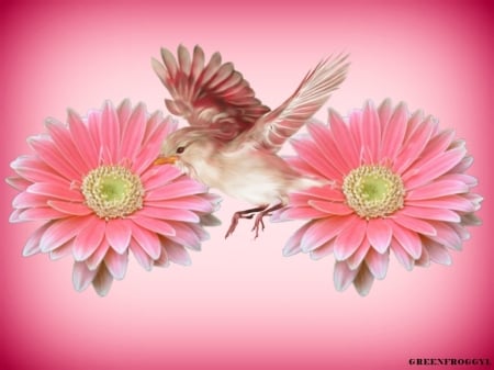 GERBERA'S - IMAGE, GERBERA, BIRD, FLOWERS