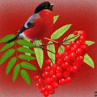 BIRD SITTING ON BERRIES