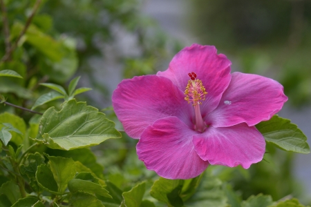 Hibiscus - flower, pink, hibiscus, green