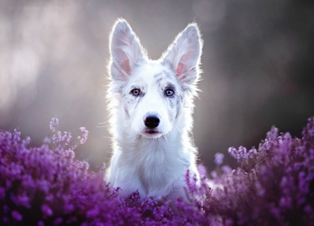 Puppy - dog, flower, pink, white, animal, purple, australian shepherd, border collie, cute, caine, puppy