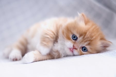 Kitten - cat, animal, orange, cute, pisica, persian, kitten, ginger