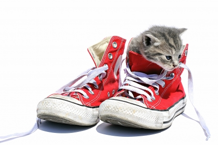 My sneakers! - cat, kittten, sneakers, funny, pisica, kitten, white, red, animal, cute