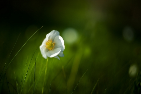 Close Up - macro, bokeh, flower, petals