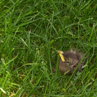 Baby Bird in the Grass