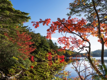 Autumn Forest - trees, nature, autumn, lake, forest, sky