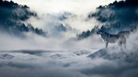 In the fog - nature, fog, animals, wolves