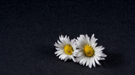 Simplicity - bg, abstract, daisies, dark