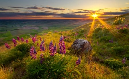 Mountain meadow - rays, sky, mountain, meadow, sunset, lovely, glow, fiery, beautiful, sunrise, wildflowers