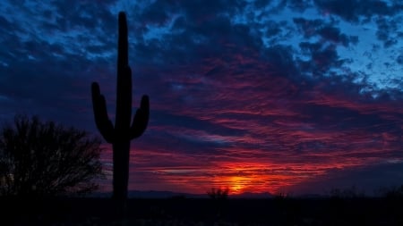 tucson arizona beautiful desert sunset - sesert, sunset, red, cactus, dark