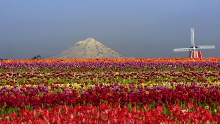 lovely tulip fields - flowers, fields, windmill, mountain, colors